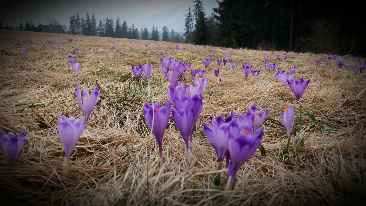 Загородные дома Spanie po Zbóju Косцелиско-32